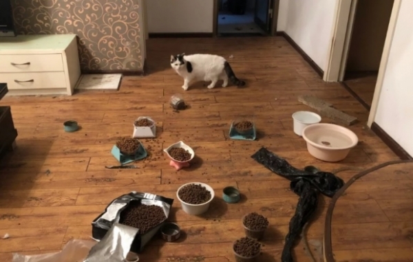 우한시에 남겨진 반려동물