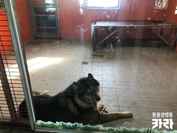 이후 사자대신 전시되고 있는 대형견 (카라제공)