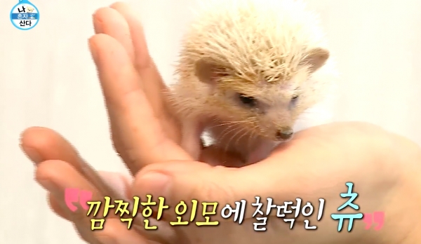 유튜브 나 혼자 산다