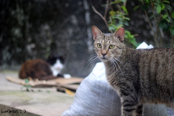 중성화 후 귀컷팅한 모습