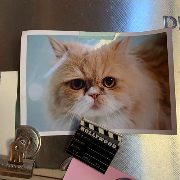 이효리 반려묘 미미