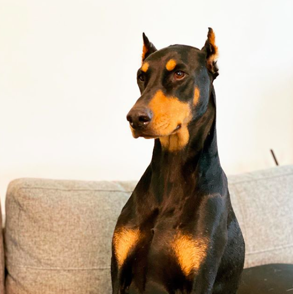 배정남 인스타그램 반려견 벨