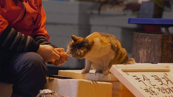 수산시장 고양이