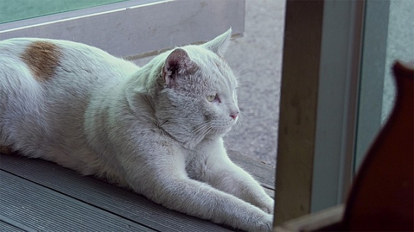 고양이 레드의 애인 깡패