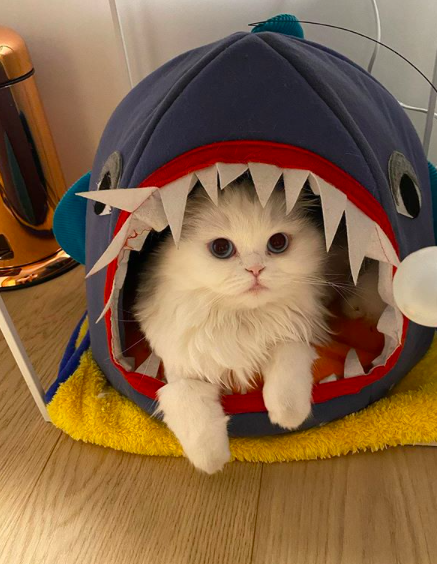 박신혜반려묘 달이