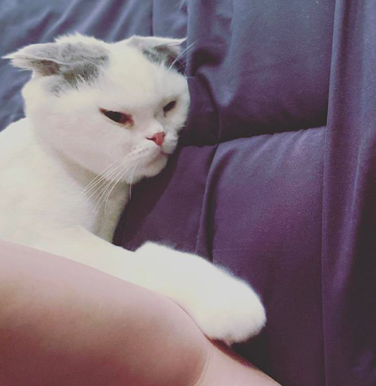 안재현의 반려묘 안주