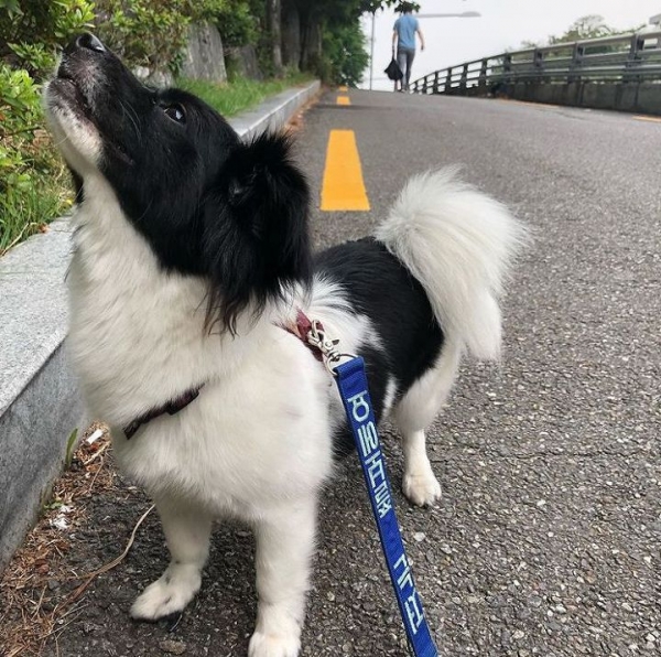 빈지노의 반려견 꼬미