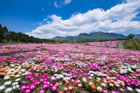 구주 꽃공원 전경