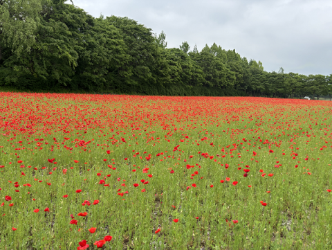 미사경정공원 꽃양귀비 꽃밭 전경